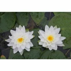 Large Water Lily 'Perry's Double White' Nymphaea 'Perry's Double White' - 3L Pot 7 Large Water Lily 'Perry's Double White' Nymphaea 'Perry's Double White' - 3L Pot -June Plants Sales Store PL1030 add image 1 62a4