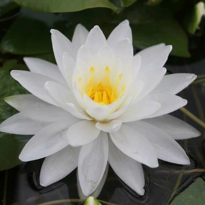 Large Water Lily 'Perry's Double White' Nymphaea 'Perry's Double White' - 3L Pot 3 Large Water Lily 'Perry's Double White' Nymphaea 'Perry's Double White' - 3L Pot