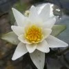 2L Dwarf Water Lily 'Alba' - Nymphaea 'Pygmaea Alba' - 2L Pot -June Plants Sales Store PL1034 main image 6e96