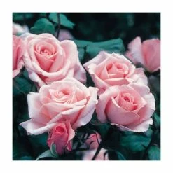 Congratulations| Hybrid Tea Rose -June Plants Sales Store PL11001 add image 1 95cd