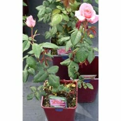 Congratulations| Hybrid Tea Rose -June Plants Sales Store PL11001 add image 2 a851
