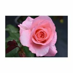 Congratulations| Hybrid Tea Rose -June Plants Sales Store PL11001 add image 3 5f86
