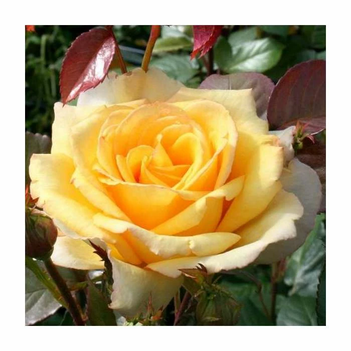 Especially For You' Bush Rose - 5.5L Pot 3 Especially For You' Bush Rose - 5.5L Pot