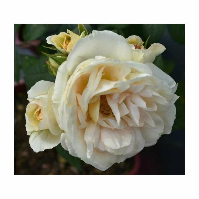 Champagne Moment' Bush Rose - 5.5L Pot 4 Champagne Moment' Bush Rose - 5.5L Pot - Image 2