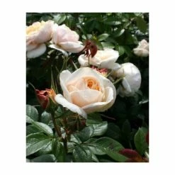 Champagne Moment' Bush Rose - 5.5L Pot 8 Champagne Moment' Bush Rose - 5.5L Pot -June Plants Sales Store PL11010 add image 2 bcb4
