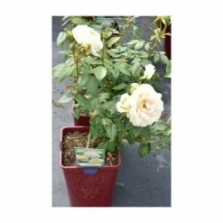 Champagne Moment' Bush Rose - 5.5L Pot 9 Champagne Moment' Bush Rose - 5.5L Pot -June Plants Sales Store PL11010 add image 3 fc14
