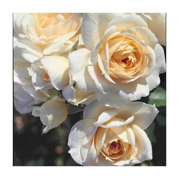 Champagne Moment' Bush Rose - 5.5L Pot 3 Champagne Moment' Bush Rose - 5.5L Pot