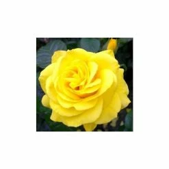 Golden Wedding' Bush Rose - 5.5L Pot 10 Golden Wedding' Bush Rose - 5.5L Pot -June Plants Sales Store PL11011 add image 2 fbde