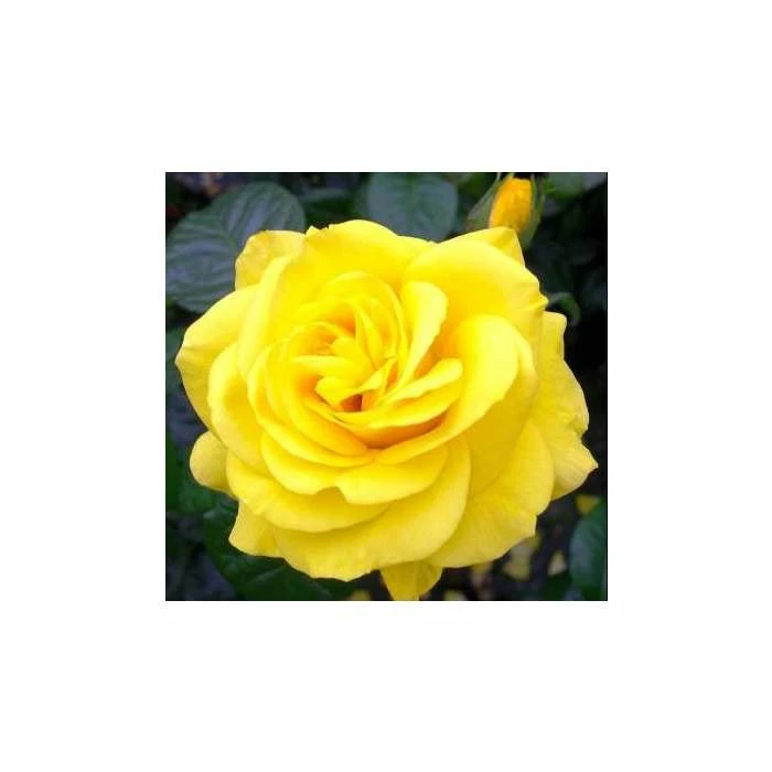 Golden Wedding' Bush Rose - 5.5L Pot 6 Golden Wedding' Bush Rose - 5.5L Pot - Image 4