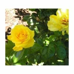 Golden Wedding' Bush Rose - 5.5L Pot 11 Golden Wedding' Bush Rose - 5.5L Pot -June Plants Sales Store PL11011 add image 3 0f6e