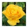 Golden Wedding' Bush Rose - 5.5L Pot 1 Golden Wedding' Bush Rose - 5.5L Pot -June Plants Sales Store PL11011 main image 84d7