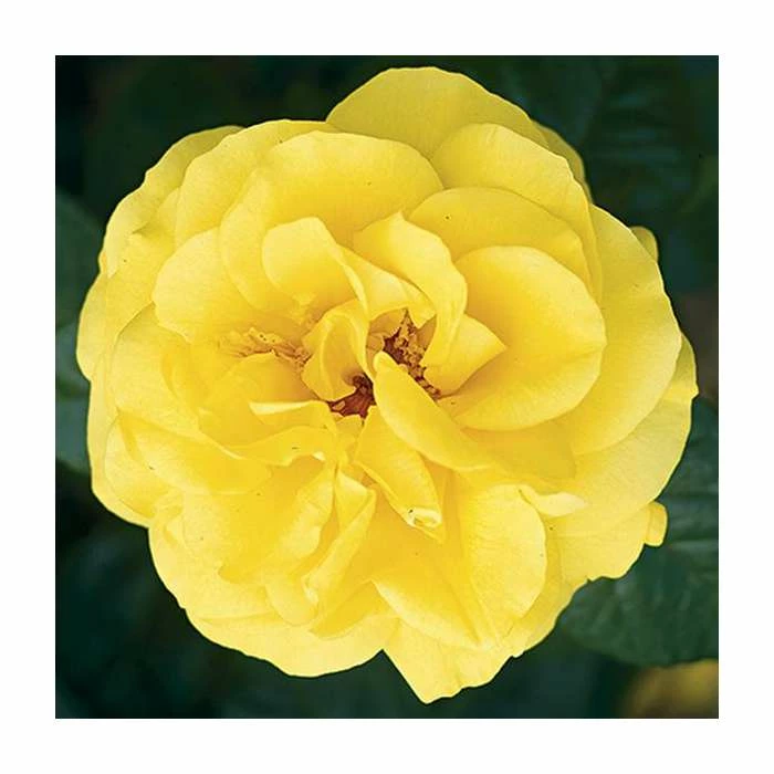 Golden Wedding' Bush Rose - 5.5L Pot 4 Golden Wedding' Bush Rose - 5.5L Pot - Image 2