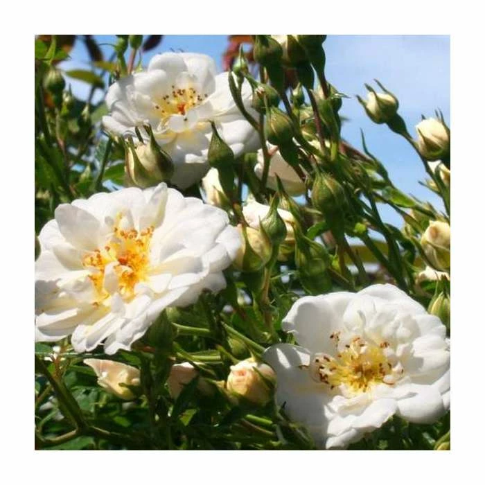 Newly Wed' Patio Rose - 5.5L Pot 4 Newly Wed' Patio Rose - 5.5L Pot - Image 2