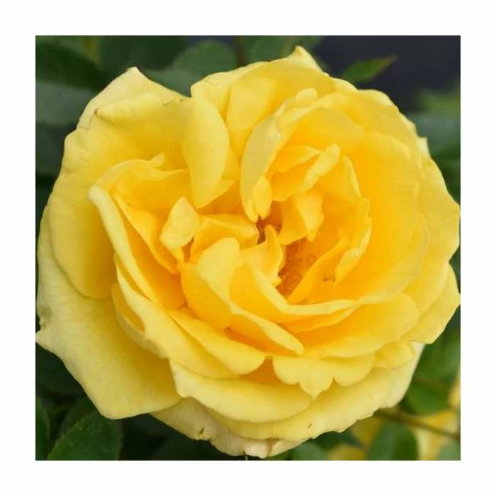 'Golden Anniversary' Patio Rose - 5.5L Pot 6 'Golden Anniversary' Patio Rose - 5.5L Pot - Image 4