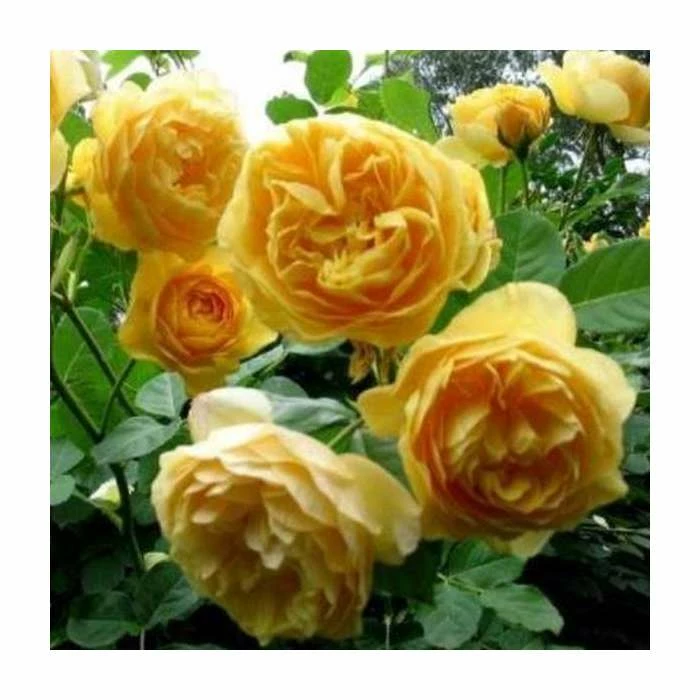 'Golden Anniversary' Patio Rose - 5.5L Pot 7 'Golden Anniversary' Patio Rose - 5.5L Pot - Image 5