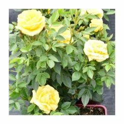 'Golden Anniversary' Patio Rose - 5.5L Pot 13 'Golden Anniversary' Patio Rose - 5.5L Pot -June Plants Sales Store PL11018 add image 4 5e91