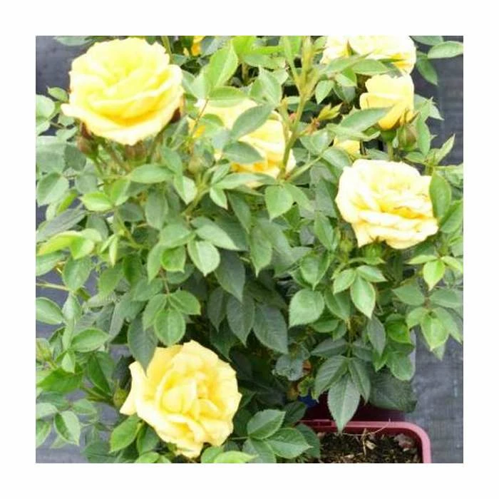 'Golden Anniversary' Patio Rose - 5.5L Pot 8 'Golden Anniversary' Patio Rose - 5.5L Pot - Image 6