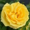 'Golden Anniversary' Patio Rose - 5.5L Pot -June Plants Sales Store PL11018 main image be6b