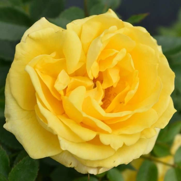 'Golden Anniversary' Patio Rose - 5.5L Pot 3 'Golden Anniversary' Patio Rose - 5.5L Pot