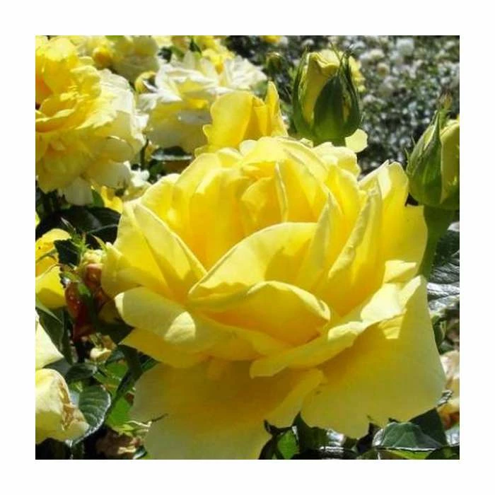'Golden Anniversary' Patio Rose - 5.5L Pot 4 'Golden Anniversary' Patio Rose - 5.5L Pot - Image 2