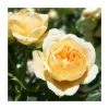'Sweet Memories' Bush Rose - 5.5L Pot -June Plants Sales Store PL11020 main image 3563