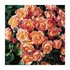 Thank You | Floribunda Rose -June Plants Sales Store PL11021 main image 1e12