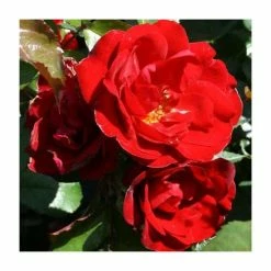 Ruby Anniversary | Hybrid Tea Rose -June Plants Sales Store PL11023 add image 1 97c3