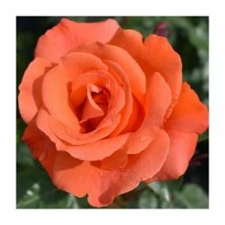 Alexander' Bush Rose - 4L Pot