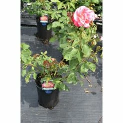 Double Delight' Bush Rose - 4L Pot -June Plants Sales Store PL11035 add image 1 a6a1