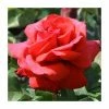 'Fragrant Cloud' Bush Rose - 4L Pot 1 'Fragrant Cloud' Bush Rose - 4L Pot -June Plants Sales Store PL11036 main image c35d