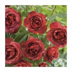 'Hot Chocolate' Bush Rose - 4L Pot -June Plants Sales Store PL11038 add image 2 0f11