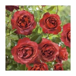 'Hot Chocolate' Bush Rose - 4L Pot -June Plants Sales Store PL11038 add image 3 6733