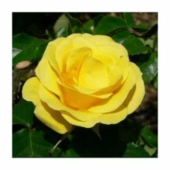 Freedom' Bush Rose - 4L Pot