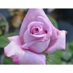 'Twice In A Blue Moon' Bush Rose - 4L Pot -June Plants Sales Store PL11040 add image 1 1de6