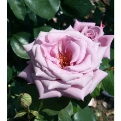 'Twice In A Blue Moon' Bush Rose - 4L Pot -June Plants Sales Store PL11040 add image 2 f46e