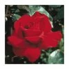 Ingrid Bergman' Bush Rose - 4L Pot -June Plants Sales Store PL11042 main image 1bae