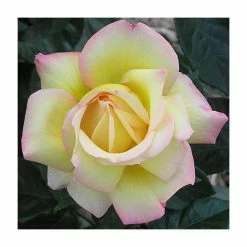 Peace' Bush Rose - 4L Pot -June Plants Sales Store PL11046 add image 1 9c72