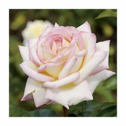 Peace' Bush Rose - 4L Pot