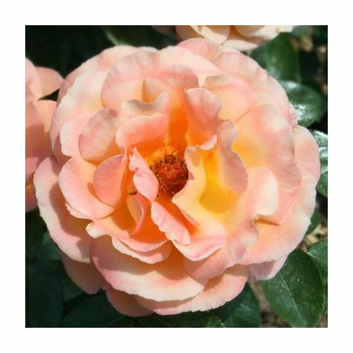 Rosemary Harkness | Hybrid Tea Rose 4 Rosemary Harkness | Hybrid Tea Rose - Image 2