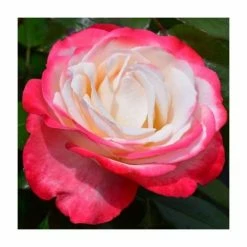 'Nostalgia' Bush Rose - 4L Pot