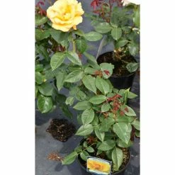 Keep Smiling' Bush Rose - 4L Pot -June Plants Sales Store PL11061 add image 1 431d