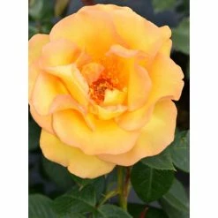 Keep Smiling' Bush Rose - 4L Pot -June Plants Sales Store PL11061 add image 2 b38a