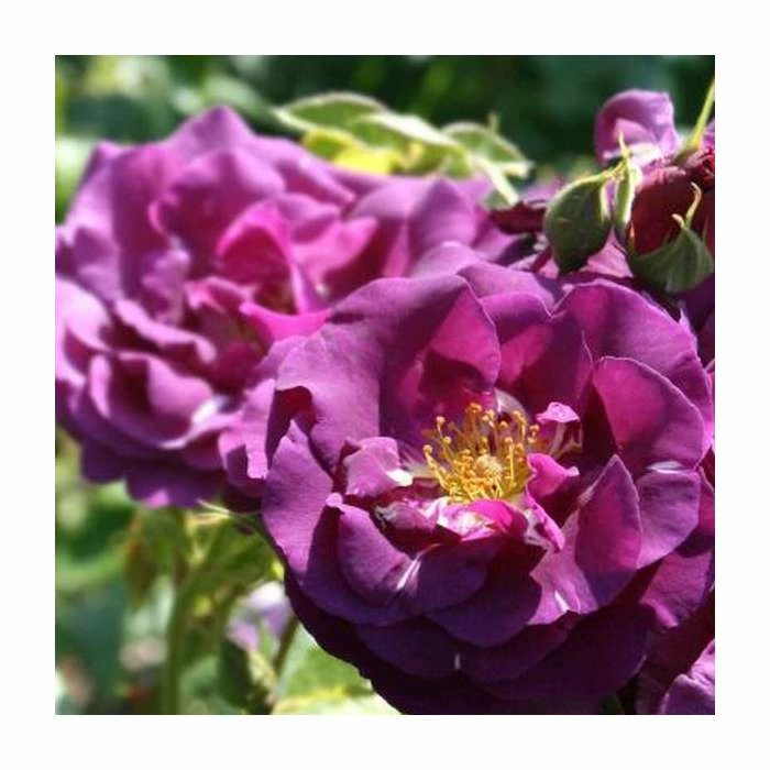 Rhapsody In Blue | Floribunda Rose 3 Rhapsody In Blue | Floribunda Rose
