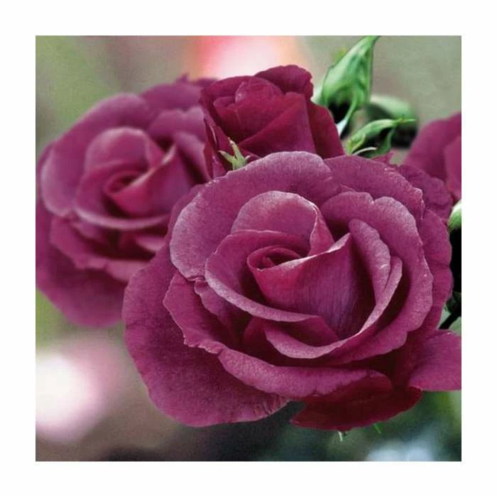 Rhapsody In Blue | Floribunda Rose 4 Rhapsody In Blue | Floribunda Rose - Image 2