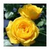 Golden Trust' Patio Rose - 4L Pot -June Plants Sales Store PL11116 main image b131