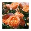 Sweet Dreams' Patio Rose - 4L Pot 2 Sweet Dreams' Patio Rose - 4L Pot -June Plants Sales Store PL11120 main image c892