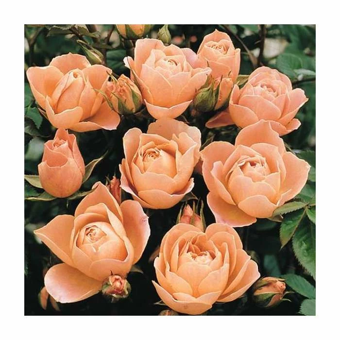 Sweet Dreams' Patio Rose - 4L Pot 4 Sweet Dreams' Patio Rose - 4L Pot - Image 2