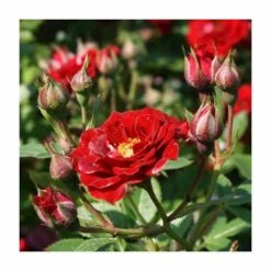 Peter Pan' Bush Rose - 4L Pot -June Plants Sales Store PL11128 add image 1 a7a3
