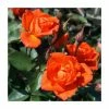 Wildfire' Patio Rose - 4L Pot -June Plants Sales Store PL11129 main image 5c38