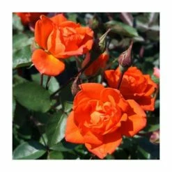 Wildfire' Patio Rose - 4L Pot
